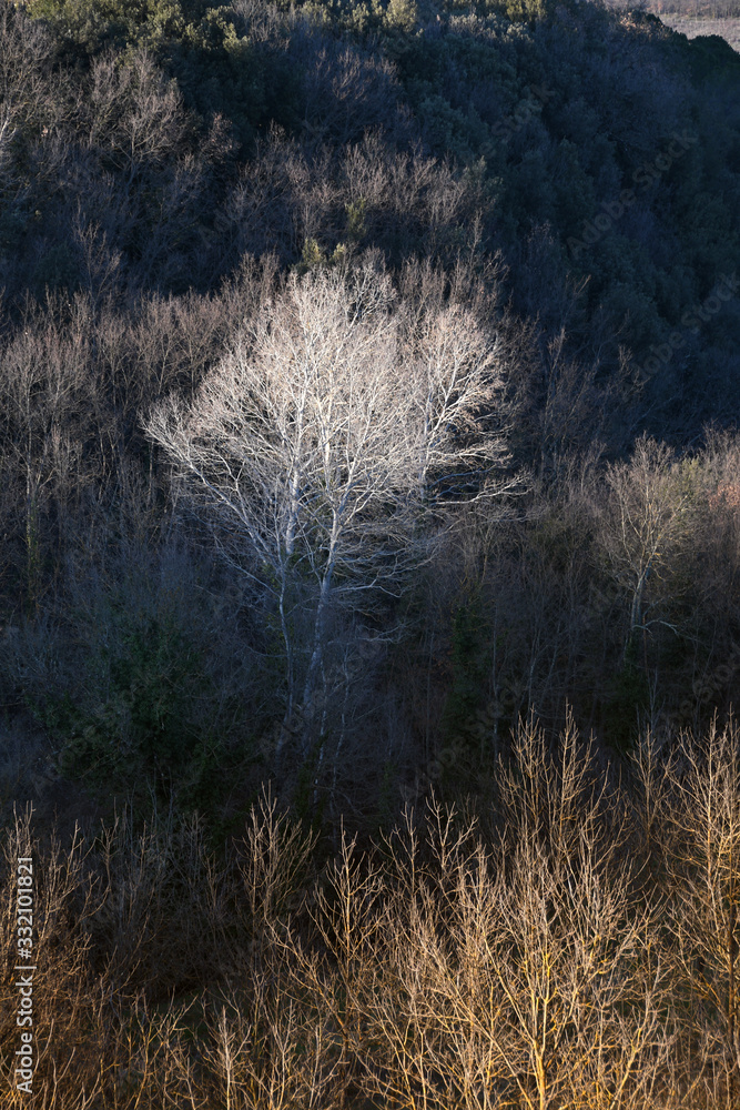 white birch during spring season in a Tuscan forest. italy white birch during spring season in a Tuscan forest. italy