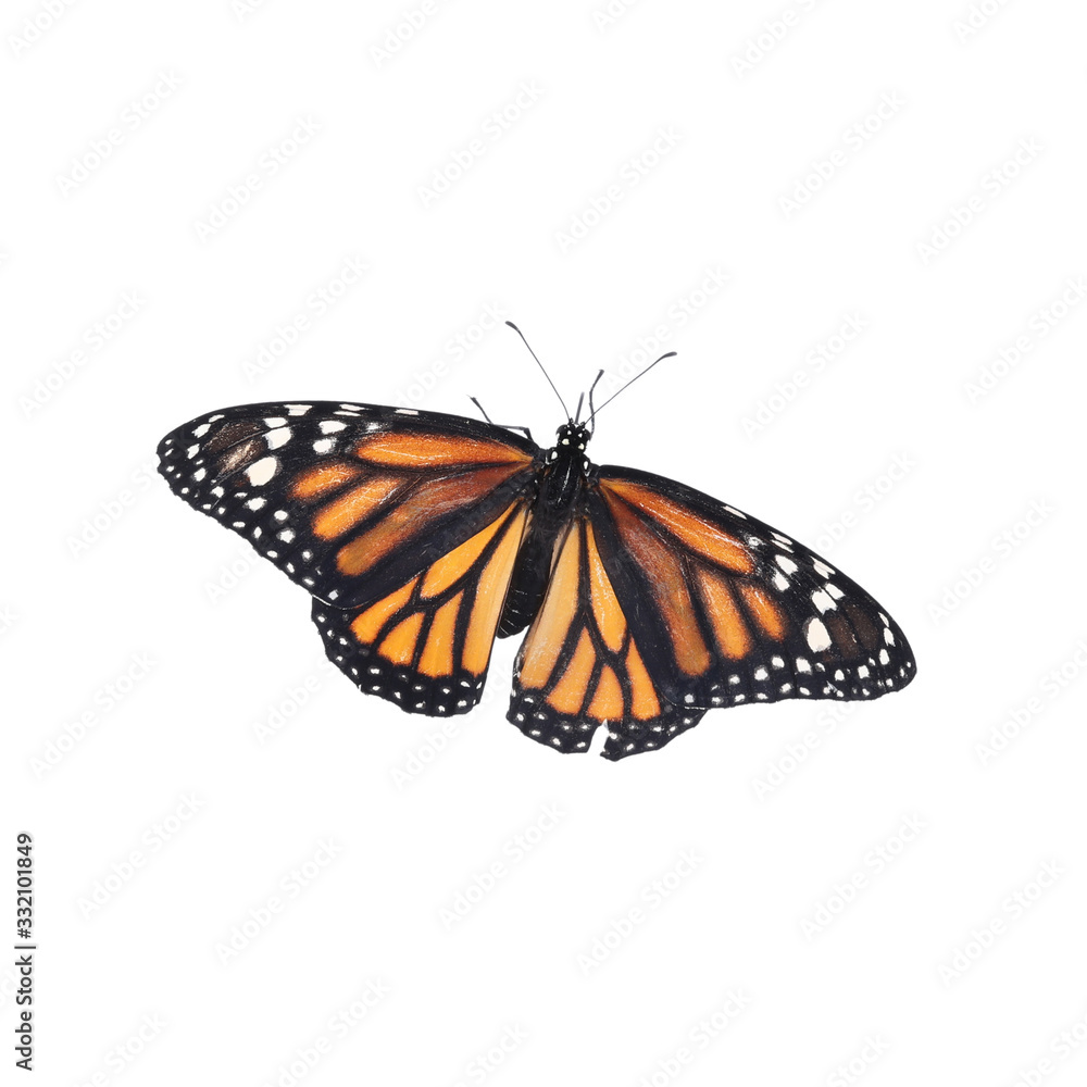 Beautiful fragile monarch butterfly isolated on white Beautiful fragile monarch butterfly isolated on white