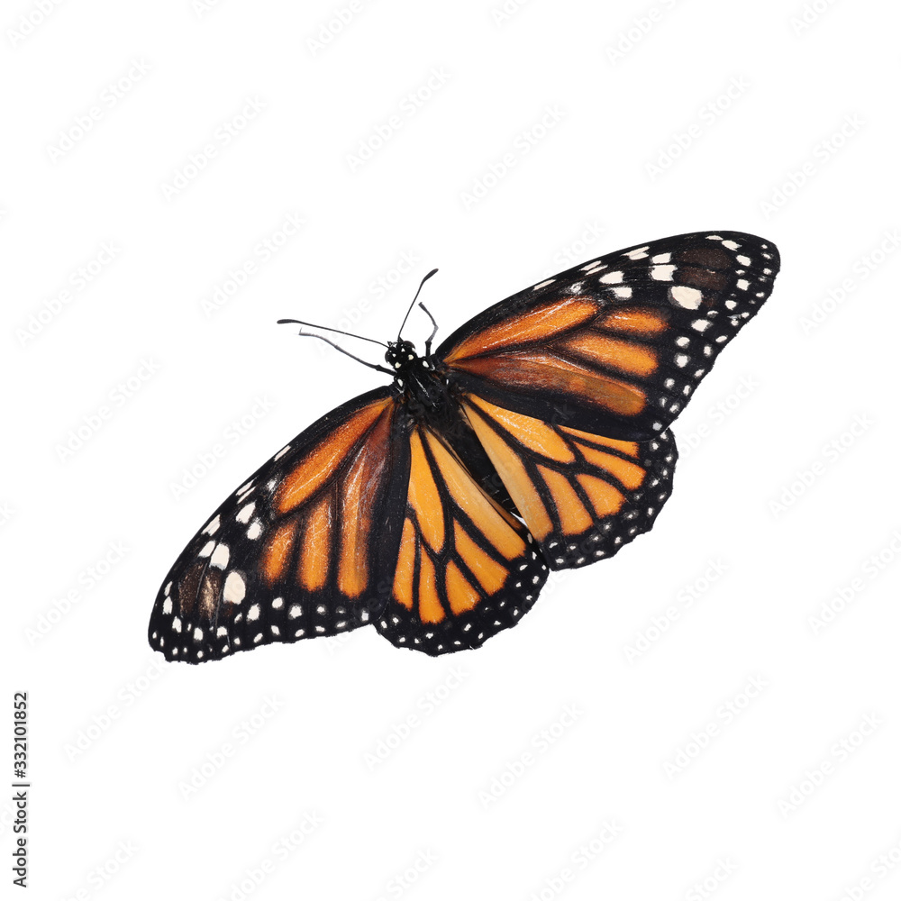 Fototapeta premium Beautiful fragile monarch butterfly isolated on white