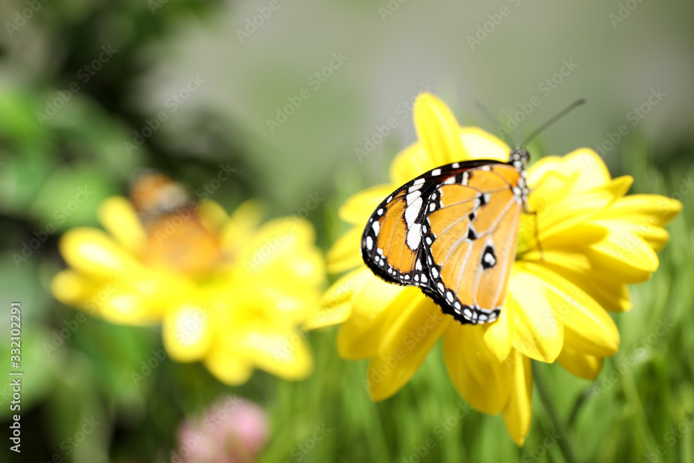 Beautiful painted lady butterfly on flower in garden Beautiful painted lady butterfly on flower in garden