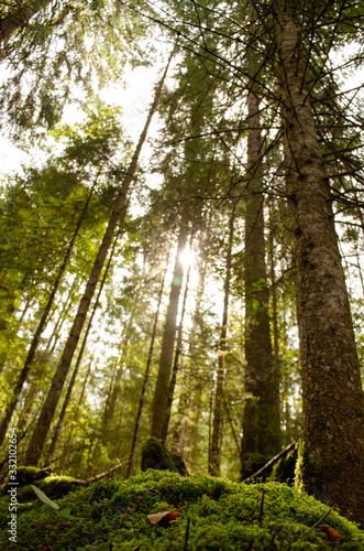 bosque verde frondoso