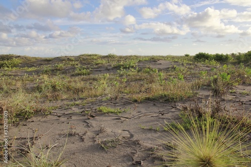 Spiny grass, a vine that grows wild in the sandbanks area of Parangkusumo Beach and functions as an abrasion barrier.	 photo