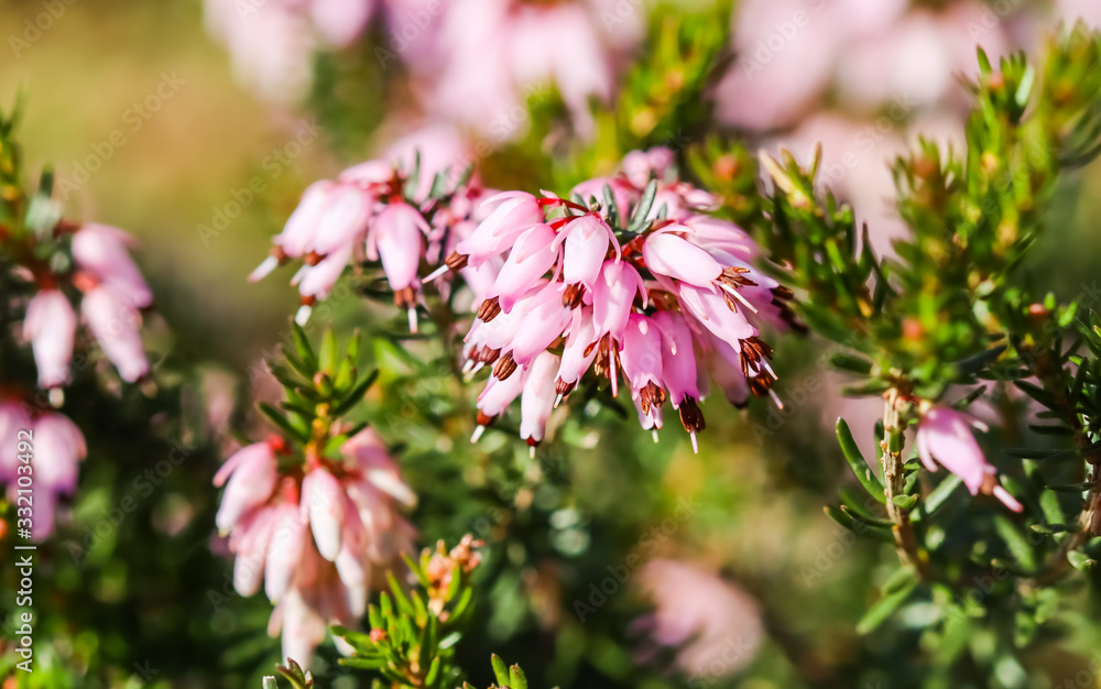 Pink Erica carnea flowers (winter Heath) in the garden in early spring Pink Erica carnea flowers (winter Heath) in the garden in early spring
