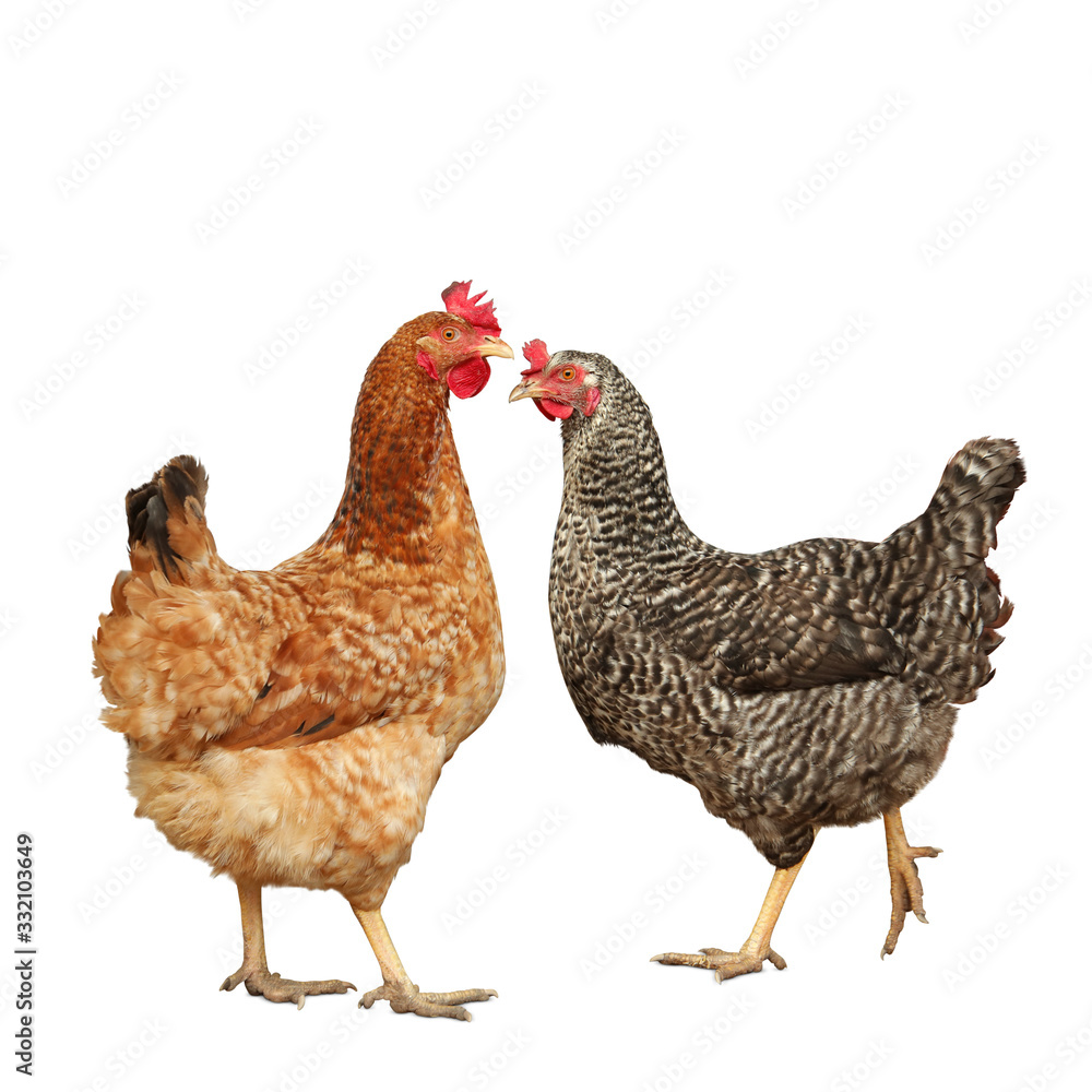 Beautiful colorful chickens on white background. Domestic animal Beautiful colorful chickens on white background. Domestic animal