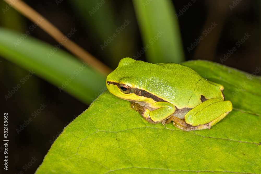 Green frog on leaf. A frog hides in a plant