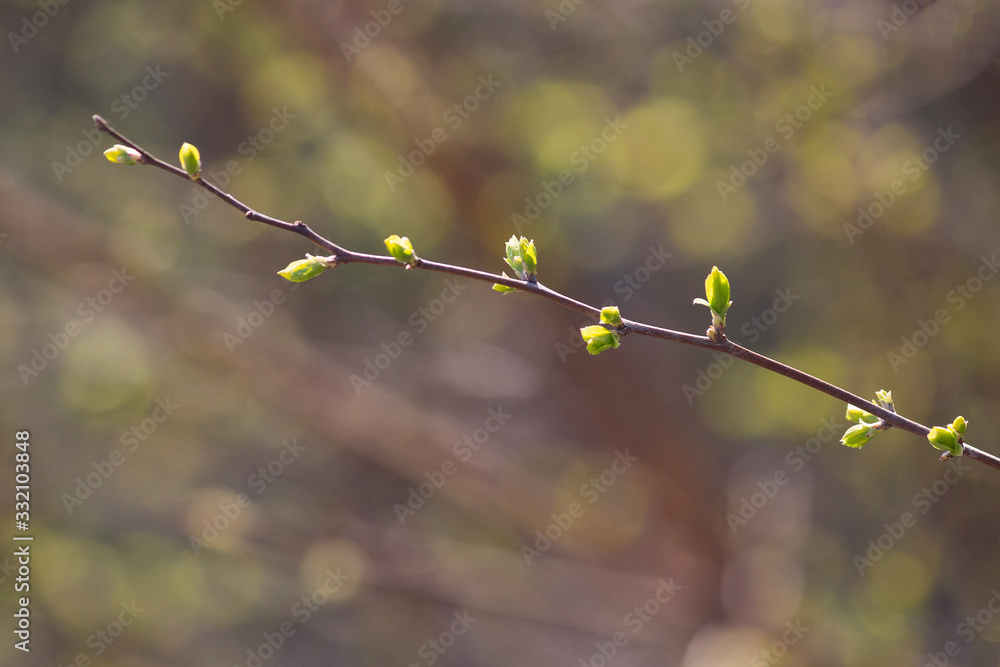 Green leaves are dismissed on a branch in the park in the spring new life. Nature Green leaves are dismissed on a branch in the park in the spring new life. Nature