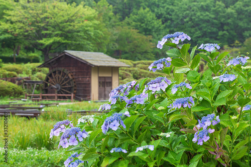 雨上がりの額紫陽花と水車小屋