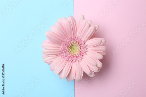 Beautiful gerbera flower on color background  top view