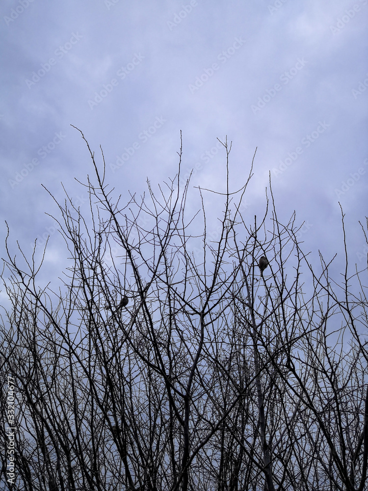 Branches of trees against the cloudy sky Branches of trees against the cloudy sky
