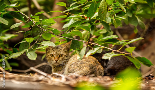 two kittens, black and color tabby huddled together lie on the ground in the growths of a tree. photo