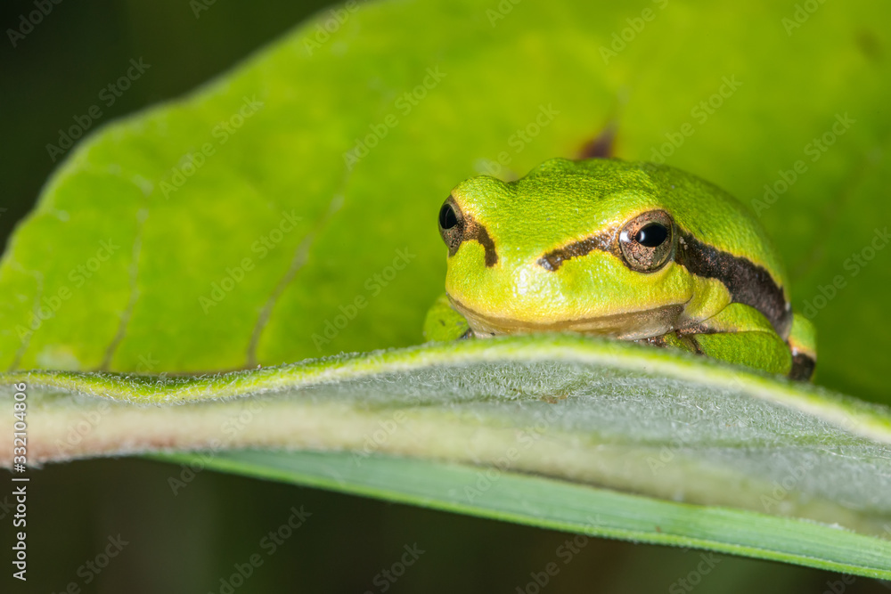 Green frog on leaf. A frog hides in a plant Green frog on leaf. A frog hides in a plant