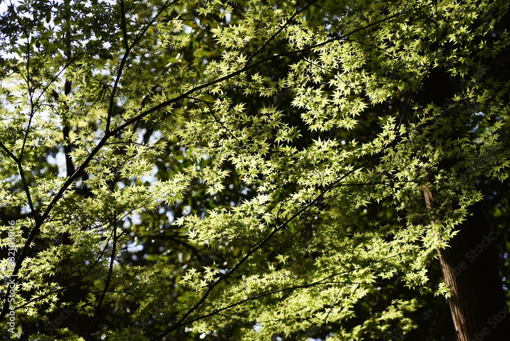 Fototapeta premium The young leaves of Japanese maple shine beautifully in the spring sunshine.