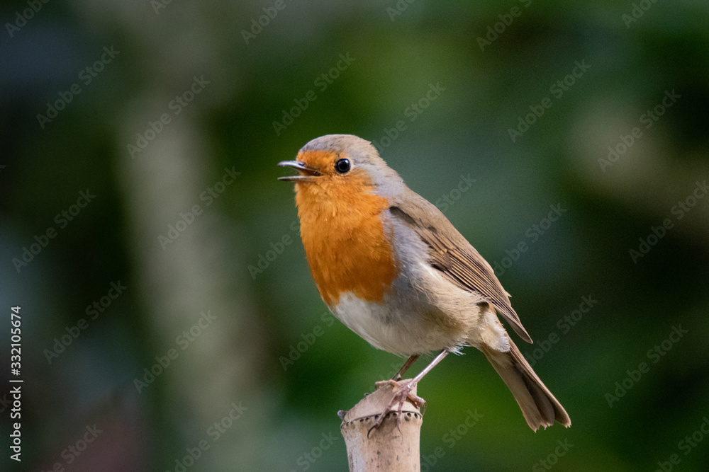 rouge gorge rouge gorge