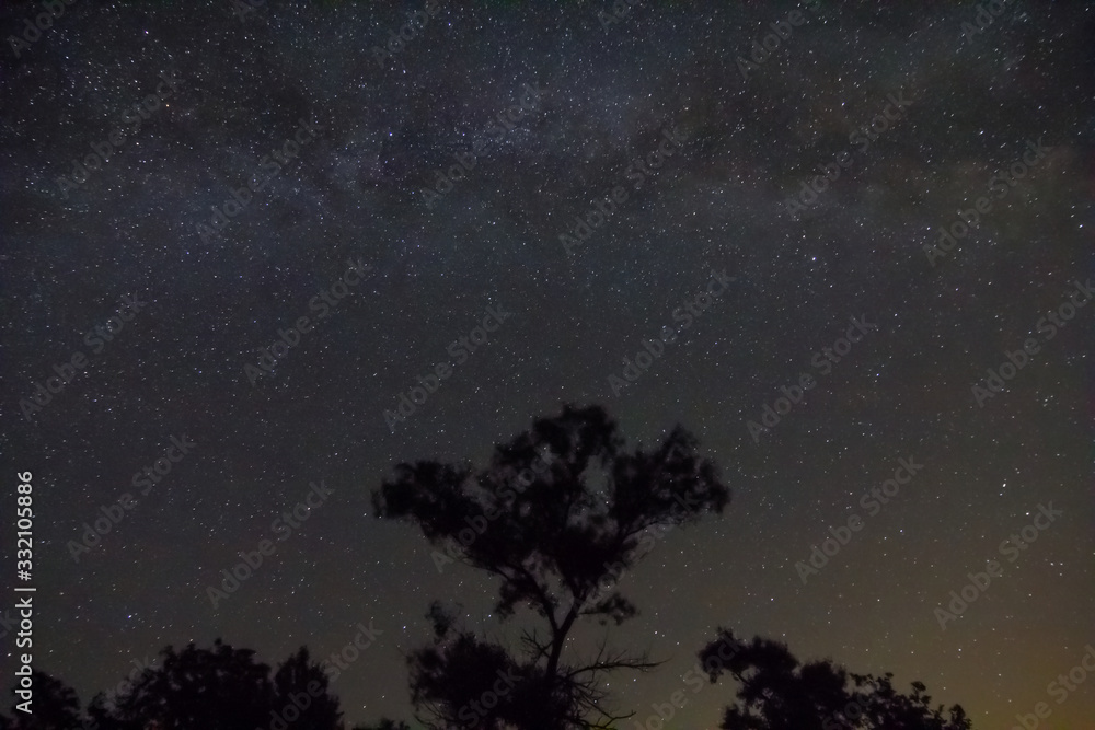 Fototapeta premium night starry sky with alone tree silhouette