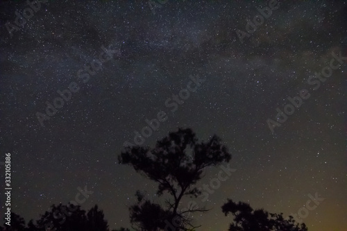 night starry sky with alone tree silhouette