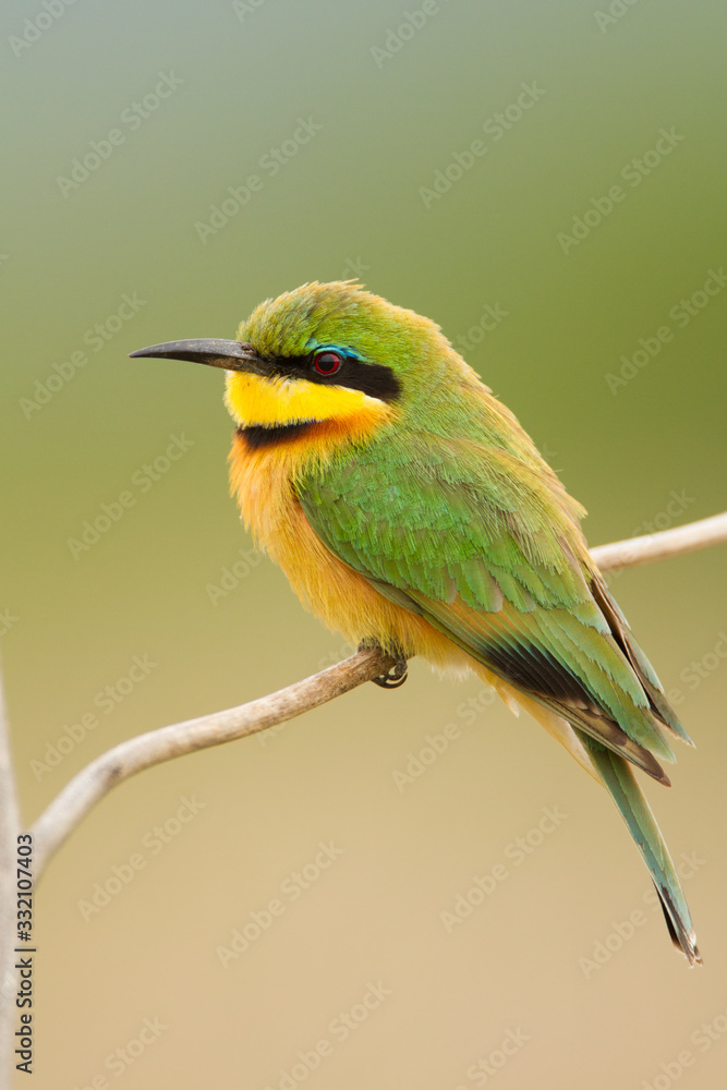 Little Bee-eater
