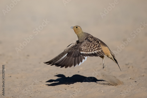 Namaqua Sandgrouse taking off photo