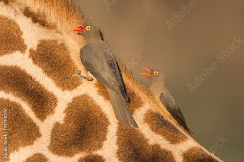 Photography Ox-peckers grooming giraffe