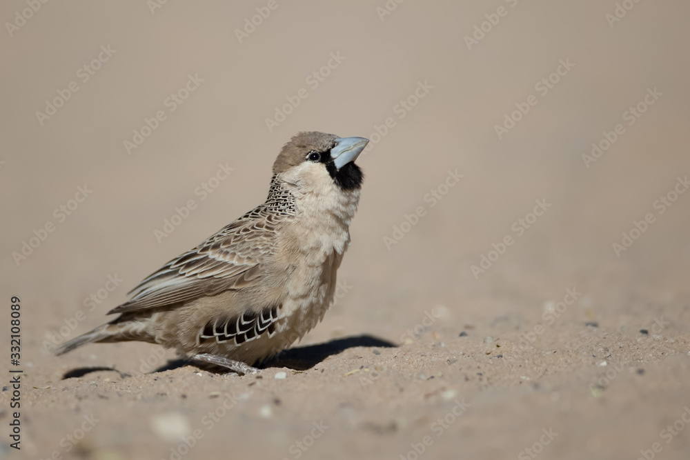 Obraz premium Sociable Weaver in sand