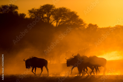 Wildebeest walking through dusk at sunset