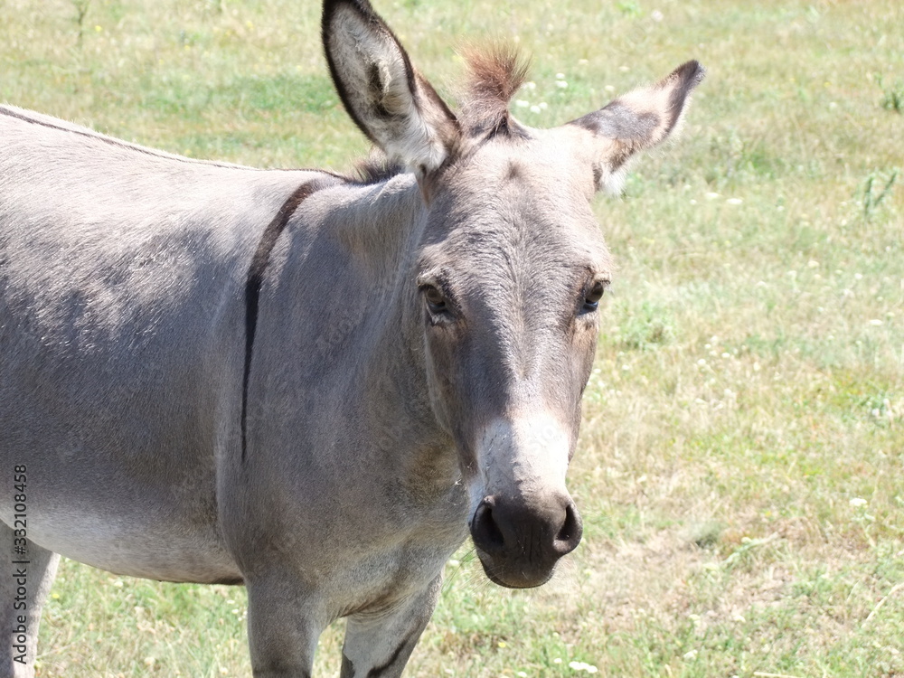 donkey in field