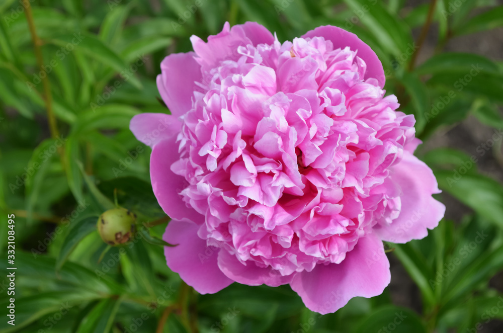 Pink peony on a green background. Blooming peony in the garden. Beautiful pink flower in green leaves. Pink peony on a green background. Blooming peony in the garden. Beautiful pink flower in green leaves.