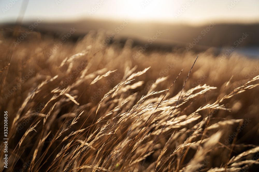 Dried Grass flower in meadow with sun lights. Dried Grass flower in meadow with sun lights.