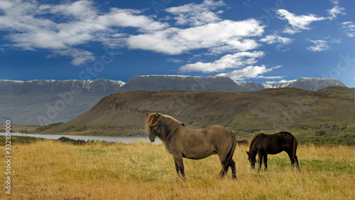 Icelandic Horses in landscape 