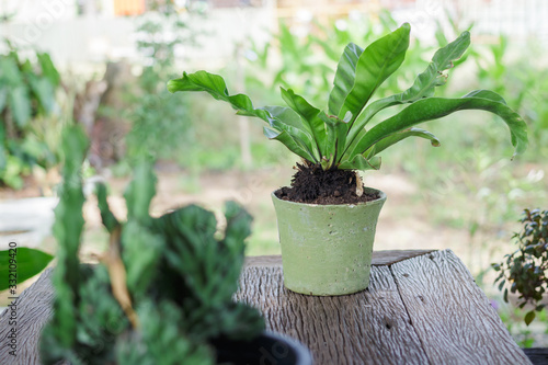 Birds nest fern