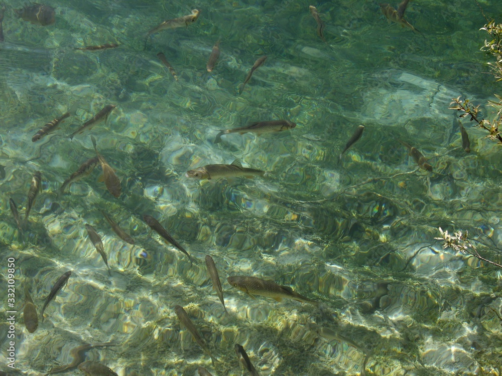 Fototapeta premium Fische im Nationalpark Plitvicer Seen in Kroatien
