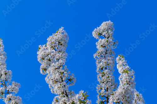 Japanese cherry trees (Prunus serrulata) in full blossom during spring time in Maastricht under a clear blue sky