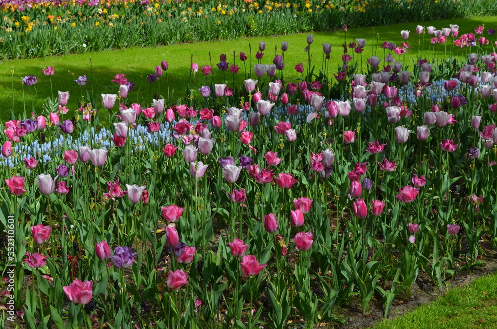 Top view of many vivid pink and white tulips in a garden in a sunny spring day, beautiful outdoor floral background photographed with soft focus