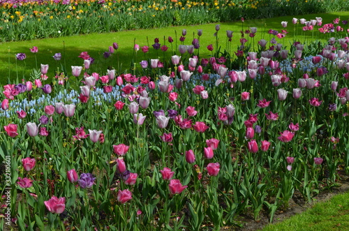 Top view of many vivid pink and white tulips in a garden in a sunny spring day  beautiful outdoor floral background photographed with soft focus