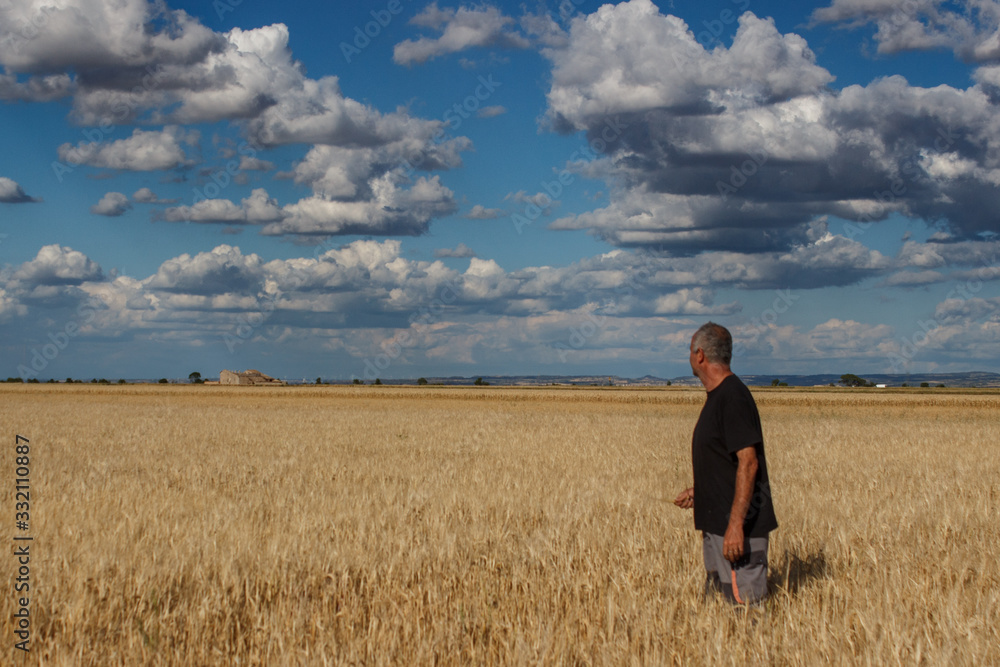 Farmer watching the golden wheat harvest in the grain field. Farmer watching the golden wheat harvest in the grain field.