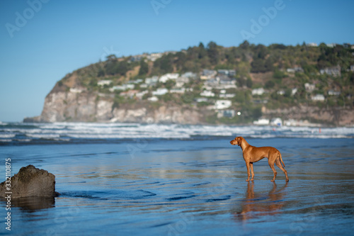 A Brown dog on the beach, Sumner beach, Christchurch, New Zealand.