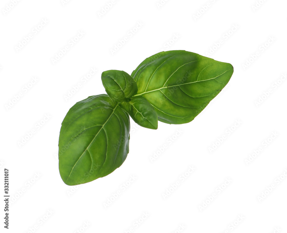 Fresh green basil leaves isolated on white Fresh green basil leaves isolated on white