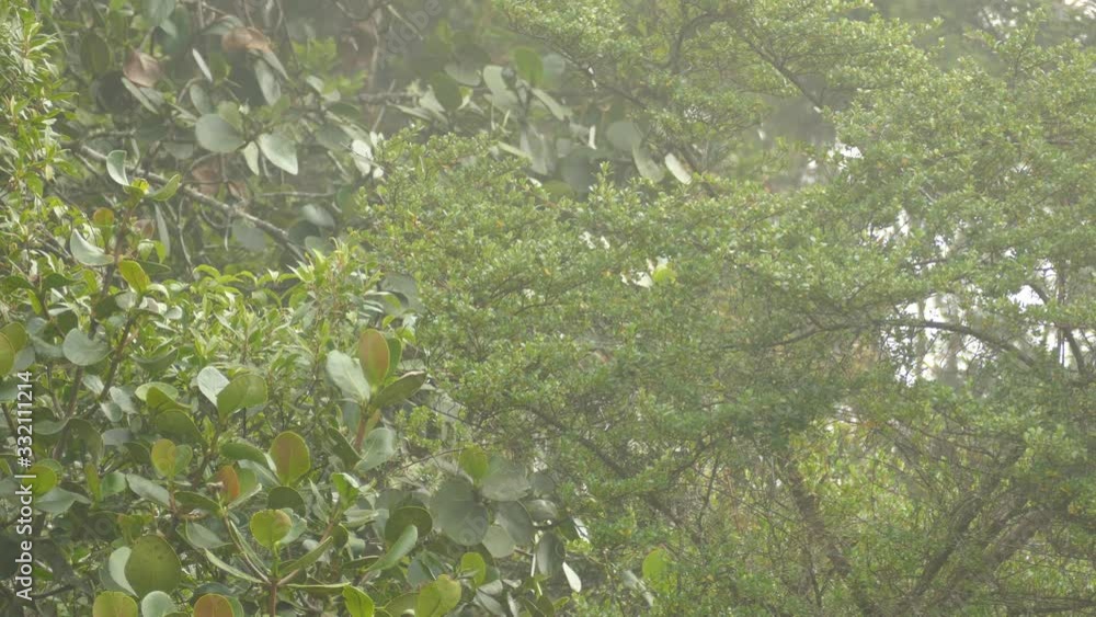 Super fast moving endemic native bird of Costa Rica cloud forest Super fast moving endemic native bird of Costa Rica cloud forest