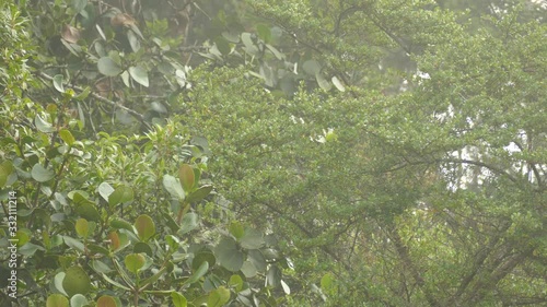 Super fast moving endemic native bird of Costa Rica cloud forest photo