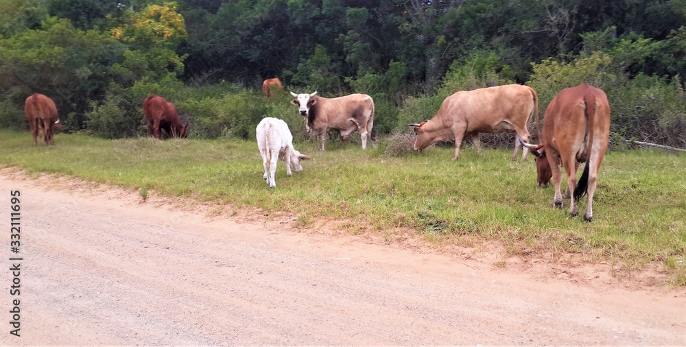 Cattle Eastern Cape South Africa