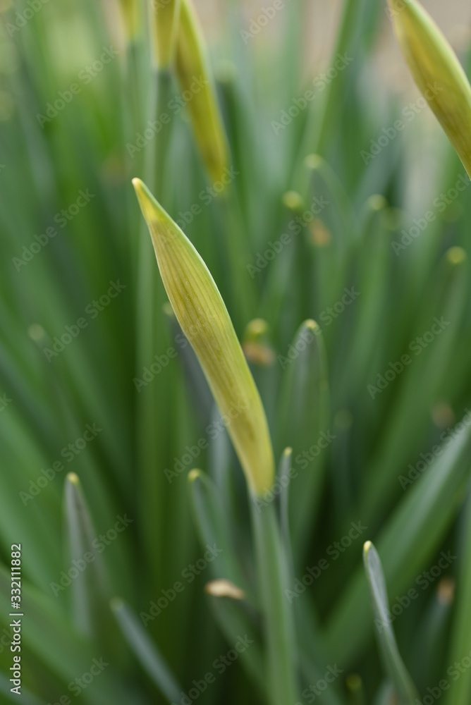 Obraz premium makro13