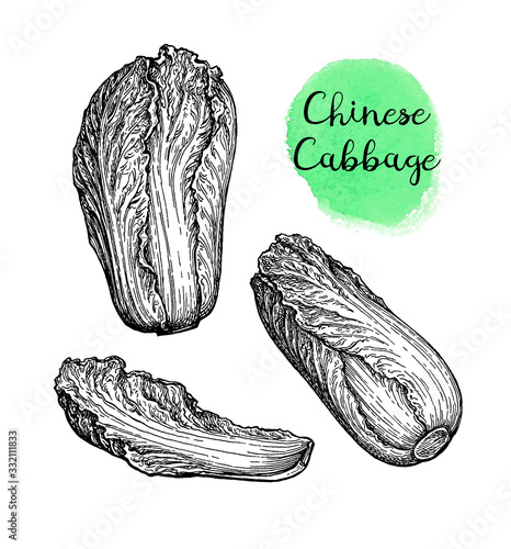Ink sketch of napa or Chinese cabbage.