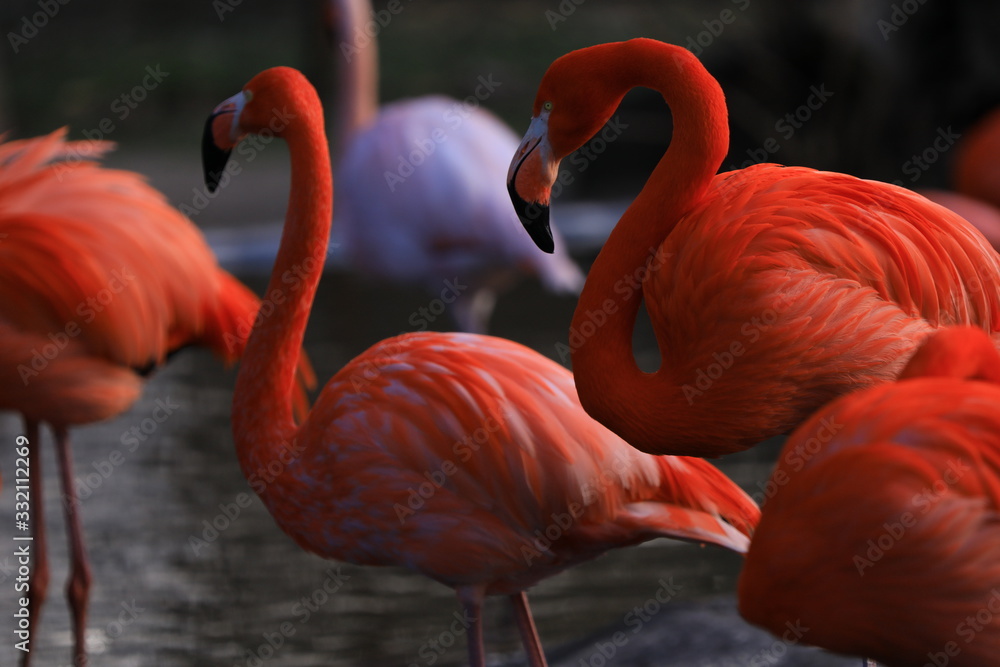 Fototapeta premium Flamingos