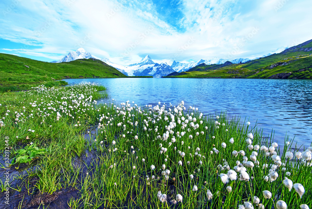 Nice view of flowers eriophorum sheuchzeri near the lake. Swiss Alps, Europe. Wetterhorn, Schreckhorn, Finsteraarhorn et Bachsee. (relaxation, harmony, anti-stress - concept).