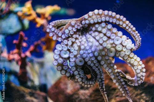 Close up view octopus on background blue sea aquarium coral. Devilfish poulpe stuck sucker to glass in oceanarium museum  blur mockup  sea showcase seafood restaurant