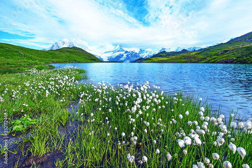 Obraz na płótnie Nice view of flowers eriophorum sheuchzeri near the lake. Swiss Alps, Europe. Wetterhorn, Schreckhorn, Finsteraarhorn et Bachsee. (relaxation, harmony, anti-stress - concept). w salonie
