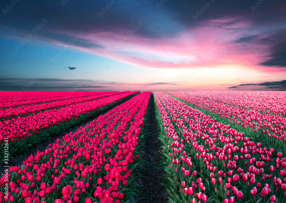 fabulous stunning magical spring landscape with a tulip field on the background of a cloudy sky at sunset in Holland. Charming places.