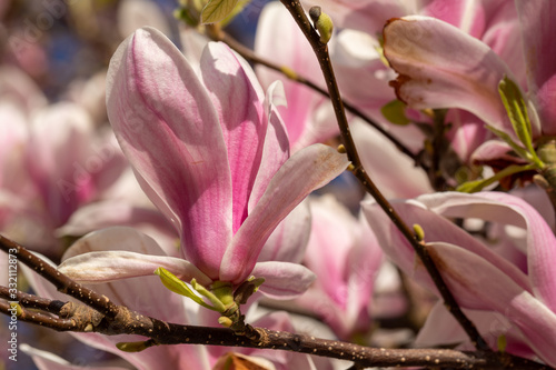 close up of a blossoming magnolia trees in Maastricht during spring time bringing happiness and good feelings to people after winter season.