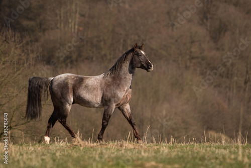 Quarter Horse © rhtierfoto