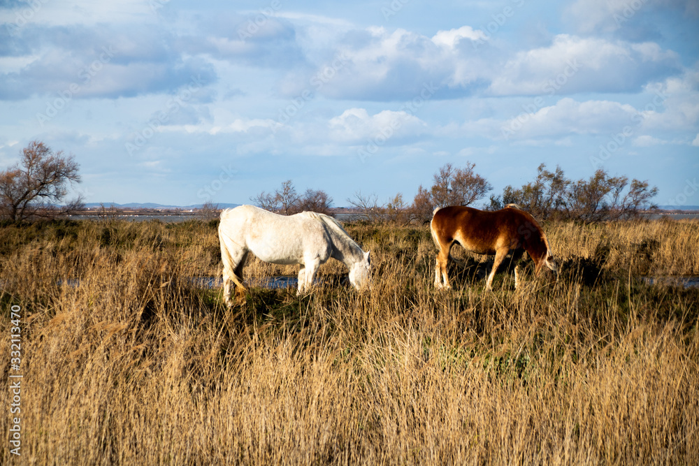Chevaux sauvages paissant sur l'herbe dans les marais de Camargue (PACA, France) Chevaux sauvages paissant sur l'herbe dans les marais de Camargue (PACA, France)
