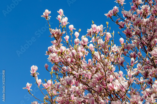 Blossoming magnolia trees in Maastricht during spring time bringing happiness and good feelings to people after winter season.